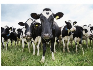 Белорусских аграриев стимулируют правильно содержать коров
