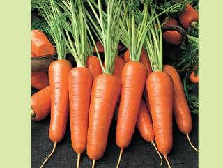 Морковь, спасающая от гриппа