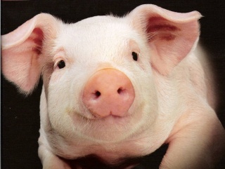 В этом году привезут маточное поголовье в новый свиноводческий комплекс в Вадском районе Нижегородской области