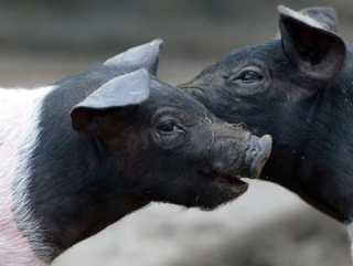 Более 2 тыс свиней уничтожено в Волгоградской области из-за вспышки африканской чумы