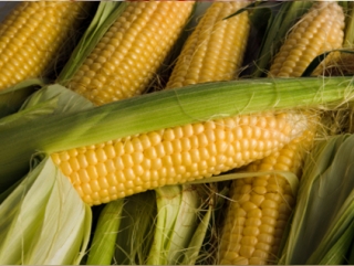 Урожай кукурузы в РФ оказался выше оптимистичных прогнозов