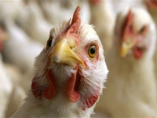 Россия опасается нового штамма птичьего гриппа