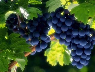 На Кубани хотят собрать много винограда