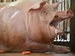 Россия снова запрещает поставки американской свинины
