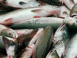 Экспорт морепродуктов получит поддержку с берега