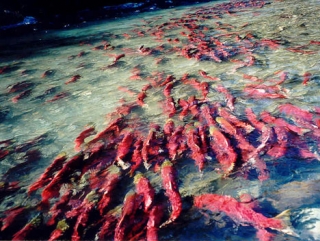 Совет Федерации поддерживает поэтапное прекращение дрифтерного промысла тихоокеанских лососей