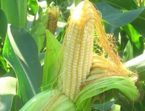 Семена гибридов кукурузы НК Нерисса (Syngenta)