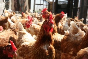 Рентабельность птицеводства в Челябинской области падает