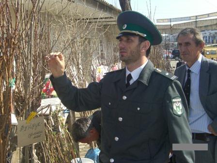 Саженцы не отвечают требованиям  ГОСТа