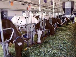 РТ: программа модернизации животноводческих ферм