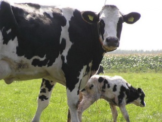 В Казахстане строят молочный комплекс на 500 коров