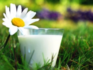 Латвийское молоко просится в Беларусь для переработки
