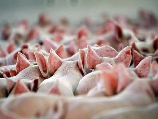 В Курской области быстрыми темпами развиваются отрасли свиноводства и птицеводства