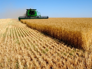 В ближайшие две недели цены на пшеницу могут вырасти