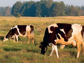 Калужская область: в Колхозе "Москва" откроется собственный молочный завод