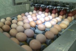 Во Владивостоке изъято из оборота более 150 тысяч яиц