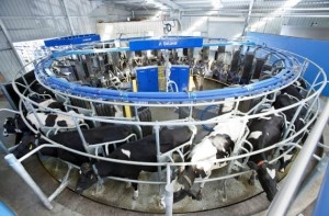 100 роботизированных молочных ферм появится в Калужской области к 2016 году