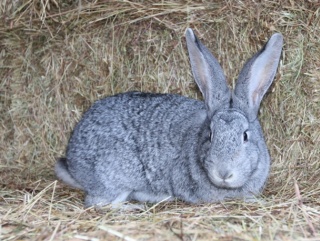 В Тульской области могут заняться разведением кроликов и индеек