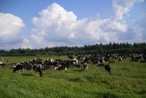Долги белорусских сельхозпредприятий реструктуризируют