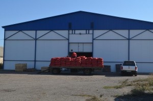 В Астраханской области приступили к закладке урожая в овощехранилища