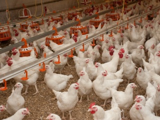 Производство мяса птицы в РФ выросло