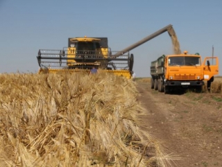 Непогода не помешала сбору урожая