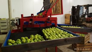 SORTER Линия / машина для калибровки и сортировки яблок