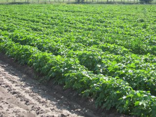 Институт агроинженерных и экологических проблем продолжит изучать технологии производства органического картофеля