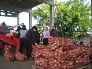 Министр Свердловской области проконтролировал уборку картофеля и овощей