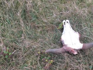 В двух районах Курской области отходы убоя скота закапывались в землю