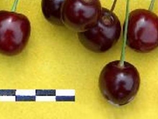 Институт садоводства Сибири в свой юбилейный год создаёт новый сорт вишни 