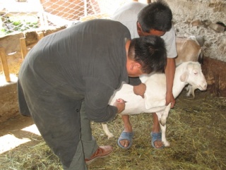 Работники ветеринарных учреждений Тульской области подвели итоги своей деятельности