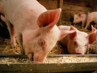 В России могут запретить держать свиней в личных подсобных хозяйствах