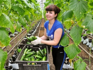 Белгородские теплицы дали первый урожай огурцов