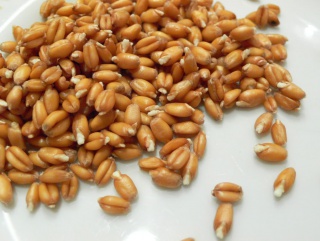 Введен новый порядок определения величины экспортной пошлины на пшеницу