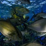 «Русагро» будет разводить рыбу для японцев
