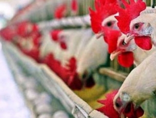 Россия ввела залоговые обязательства для поставщиков украинской птицы