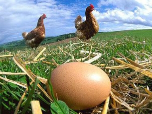 Российские птицефермы в 2012-м году не выполнили план производства яиц