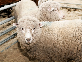 Продукция овцеводов Волгоградской области востребована на внешнем рынке
