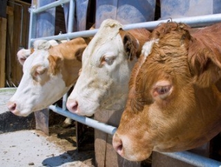 Зауральская делегация приняла участие в обсуждении вопросов развития мясного скотоводства