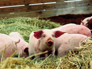 В России увеличиваются цены на свинину