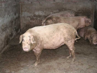 В Белгородской области ужесточают меры по недопущению африканской чумы свиней