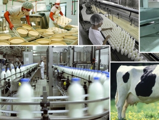 В Московской области создадут молочно-продуктовый кластер