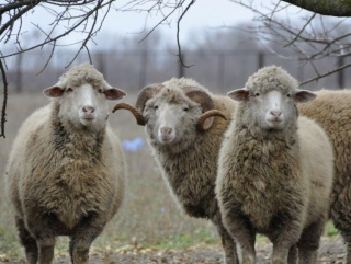 Новая порода овец была выведена во Всеволожском районе