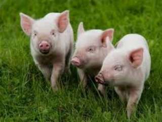 Россия вслед за Беларусью запретила ввоз украинской свинины