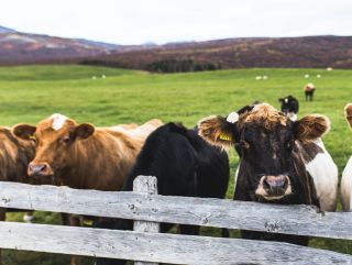 «АГРОФАРМ-2020» на ВДНХ: ведущие эксперты обсудят вопросы ветеринарного благополучия крупного и малого рогатого скота