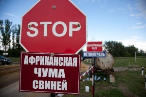 В Беларуси штрафуют держателей свиней