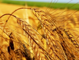 Ульяновские аграрии начали получать погектарные субсидии