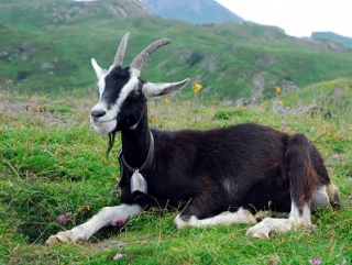 Минсельхоз разрешил разведение альпийских коз