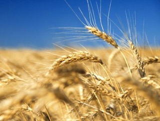Перспективы зернового рынка крупнейших производителей пшеницы в СНГ